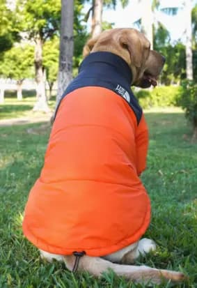 Dogface puffer - Image 2